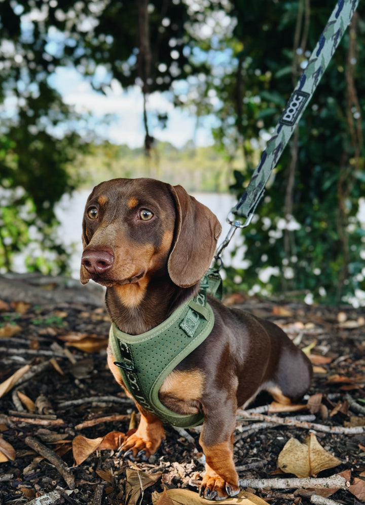 Neosport Harness