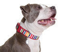 Neoprene Dog Collar - Scooby