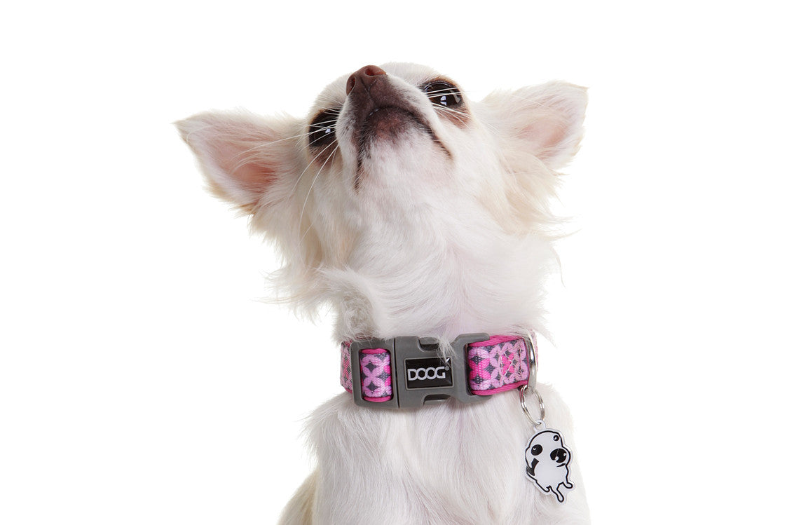 Neoprene Dog Collar - Toto