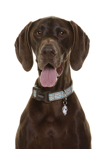 Neoprene Dog Collar - Benji