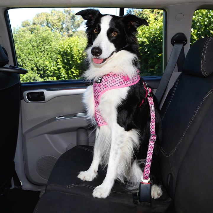Car Restraint PONGO