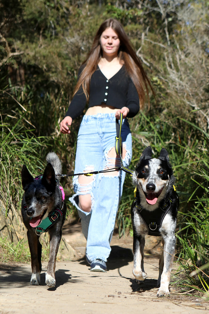 Dual Walker Leash - BEETHOVEN