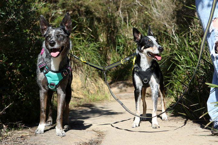 Dual Walker Leash - BEETHOVEN