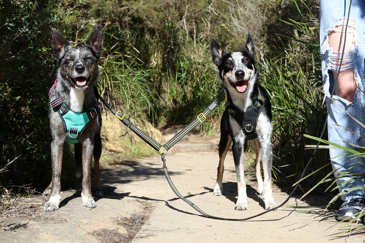 Dual Walker Leash - BOLT