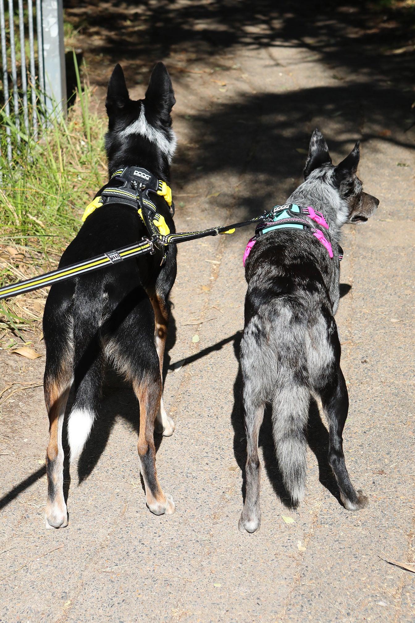 Dual Walker Leash - BOLT