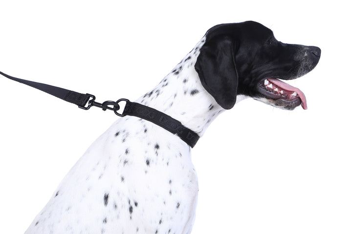 Neosport Neoprene Dog Collar - Black