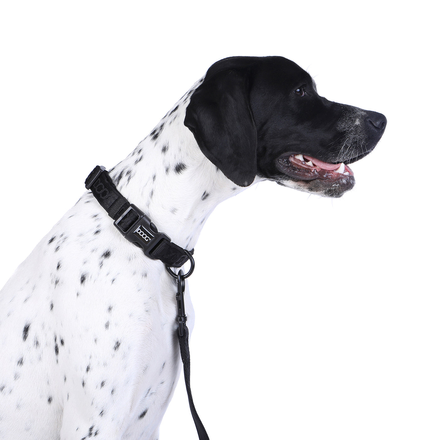 Neosport Neoprene Dog Collar - Black