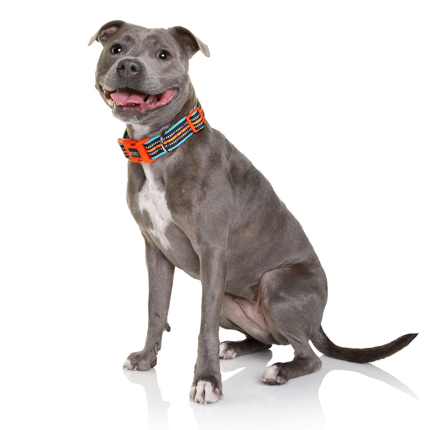 Neoprene Dog Collar - (Neon High Vis) Beethoven
