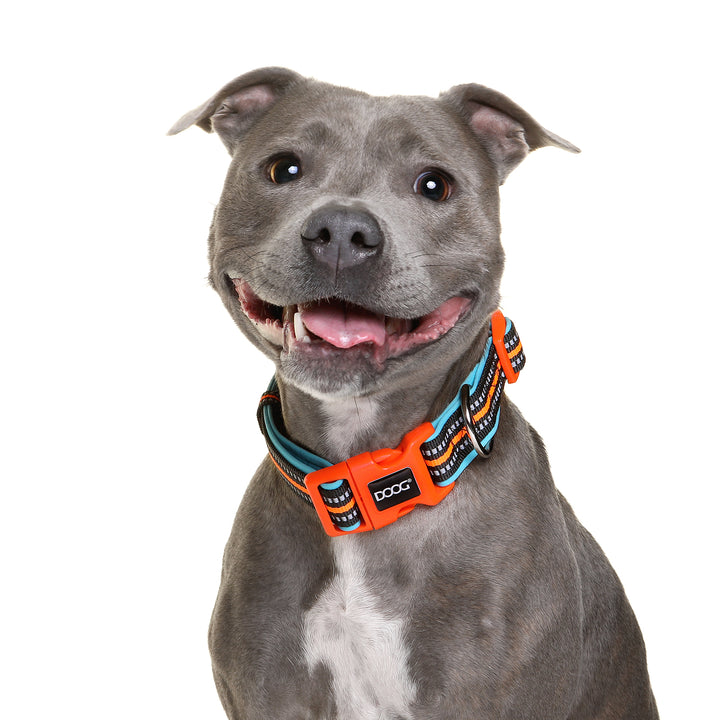 Neoprene Dog Collar - (Neon High Vis) Beethoven