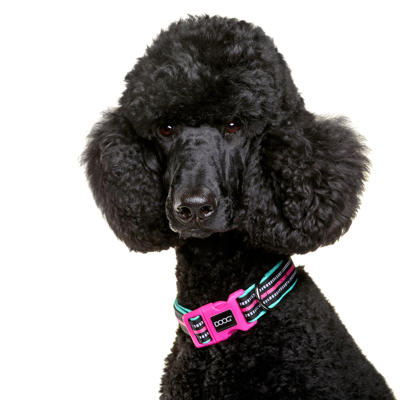 Neoprene Dog Collar - (Neon High Vis) Rin Tin Tin