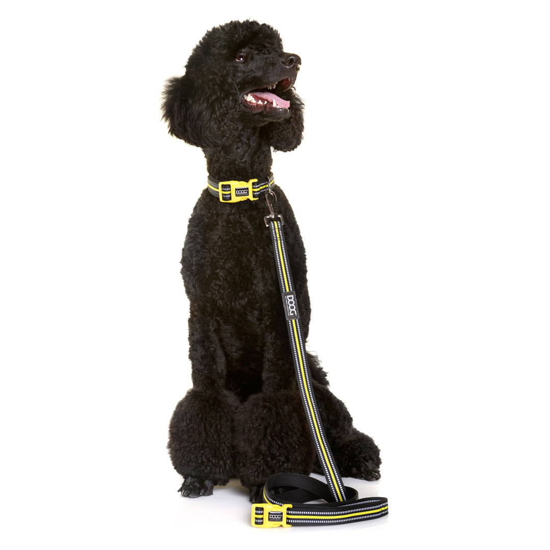 'Clip It' Neoprene Dog Lead - (Neon High Vis) Beethoven