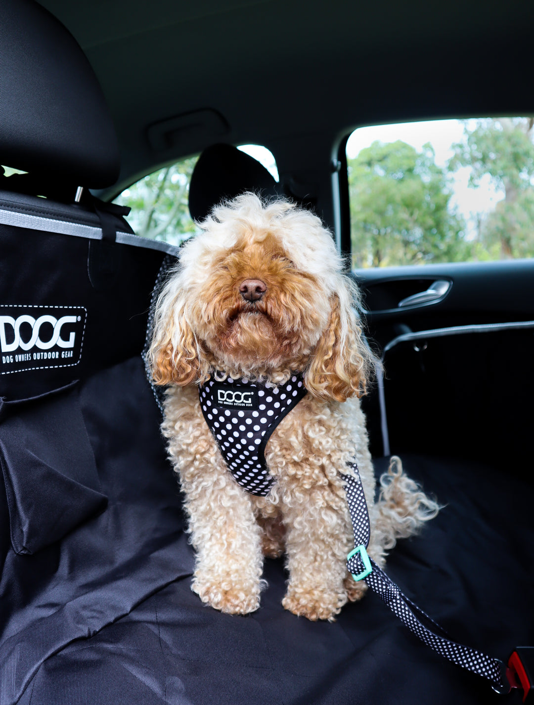 Car Restraint PONGO