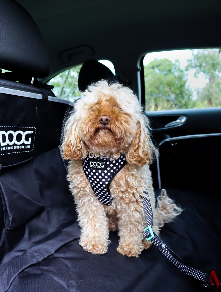 Car Restraint PONGO