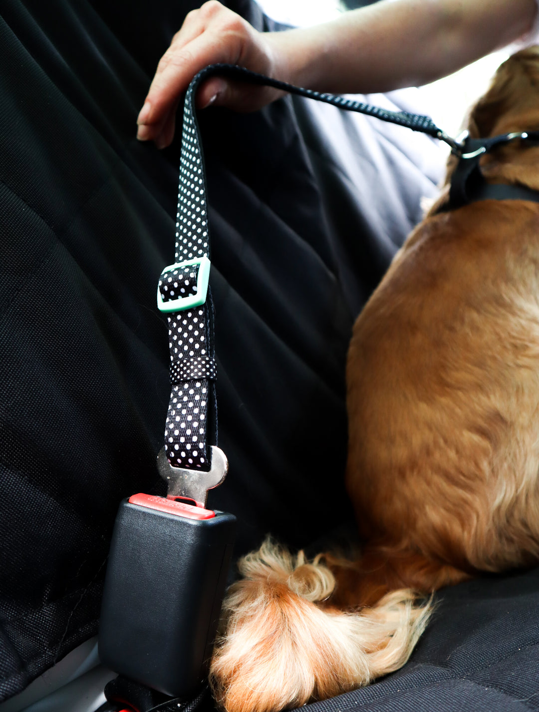 Car Restraint PONGO