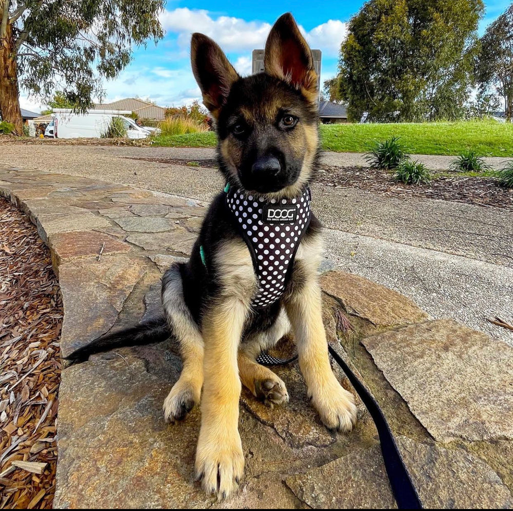 Neoflex Soft Harness - Pongo