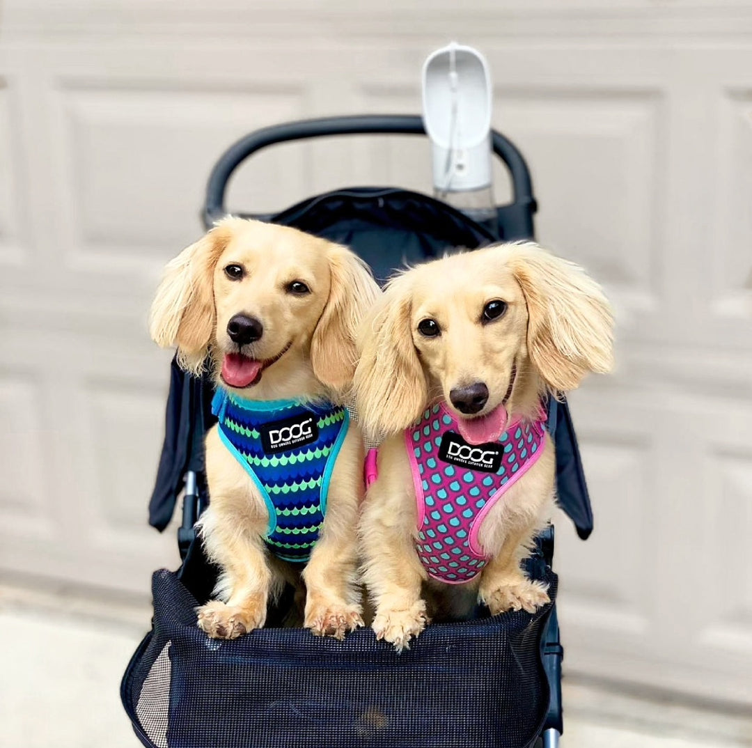 Neoflex Soft Harness - Luna